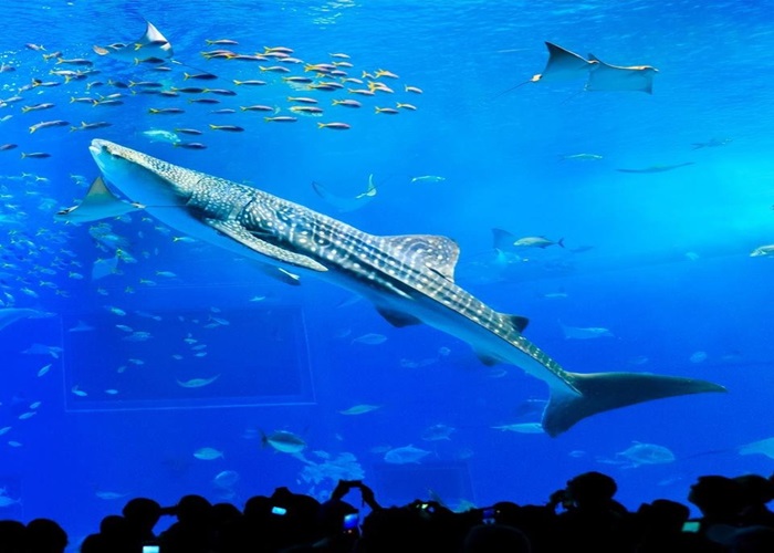 A.美麗海水族館 - 網美景點萬座毛 - AEON 永旺夢樂